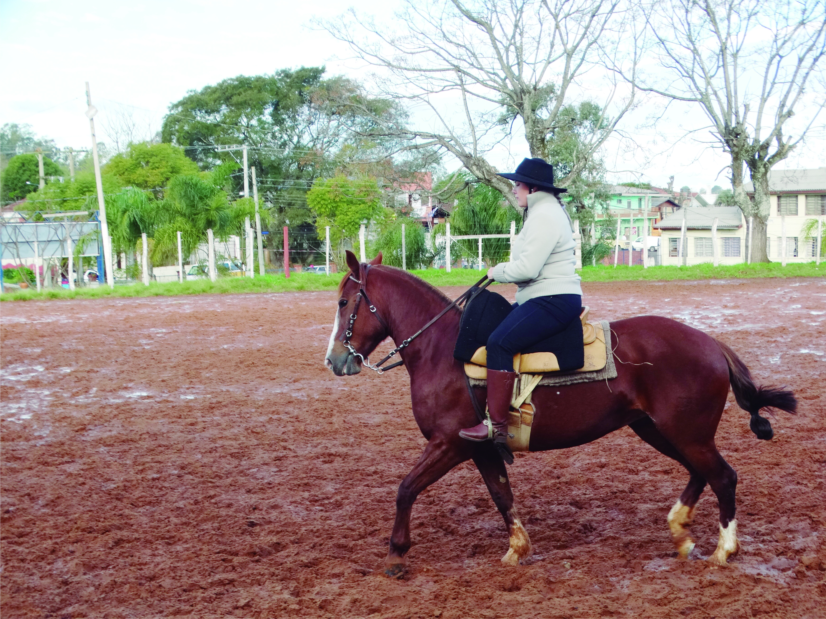 CAVALO CRIOULO 1