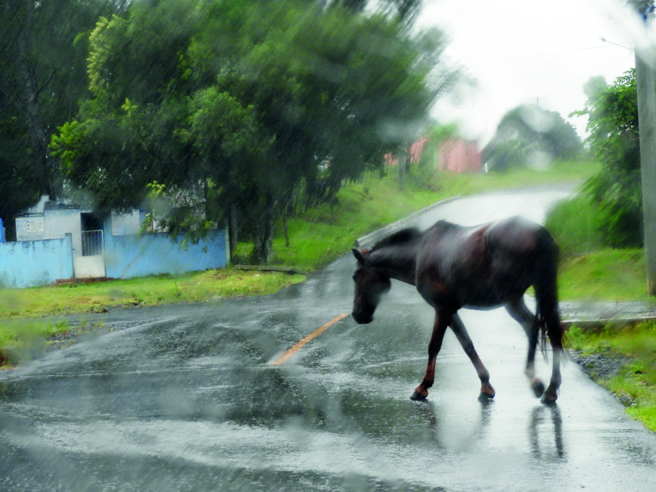 Cavalo solto na rua causa acidente de trânsito em João Pinheiro e