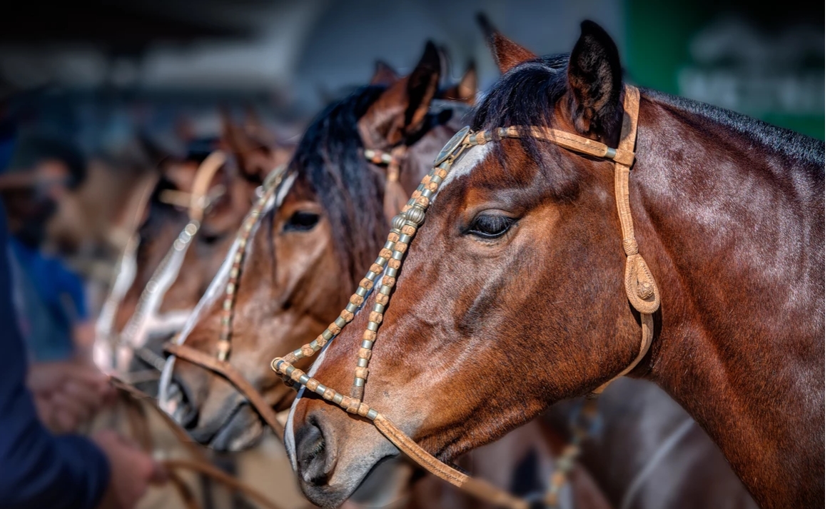 CAVALO CRIOULO 1