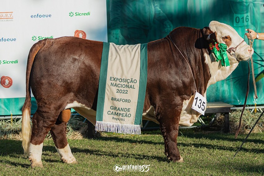 National Dog é o grande campeão do Festival do Xis de Santa Maria – Santa  Maria