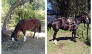 Cavalos perdidos Rodrigo e Zorzela Brigada Militar