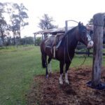 Cavalos perdidos Rodrigo e Zorzela Brigada Militar