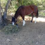 Cavalos perdidos Rodrigo e Zorzela Brigada Militar