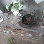 Cemitério estará fechado nesta quinta para pulverização em combate ao Aedes Aegypti A partir das 15h desta quinta-feira (3), a Vigilância Ambiental estará no Cemitério Público Municipal realizando a pulverização e limpeza dos pontos em que pode haver acumulo de água. De acordo com Felipe Moraes, coordenadora da Vigilância Ambiental, por se tratar de um veneno químico e tem seu poder residual, é fundamental que as pessoas não adentrem o cemitério por pelo menos 24h. “Hoje novamente vamos ao cemitério para fazer uma nova varredura. Mesma coisa que fizemos no dia 31, para eliminar focos e alguma coisa que o pessoal deixado do dia de ontem, nos vasos, nas flores, em potes. A tarde, a partir das 15h nós vamos aplicar veneno. O pessoal que deixar pra ir hoje de tarde, se puder não ir, porque o veneno é químico e tem seu poder residual, então é melhor evitar”, explicou Felipe.