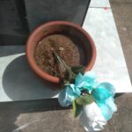 Cemitério estará fechado nesta quinta para pulverização em combate ao Aedes Aegypti A partir das 15h desta quinta-feira (3), a Vigilância Ambiental estará no Cemitério Público Municipal realizando a pulverização e limpeza dos pontos em que pode haver acumulo de água. De acordo com Felipe Moraes, coordenadora da Vigilância Ambiental, por se tratar de um veneno químico e tem seu poder residual, é fundamental que as pessoas não adentrem o cemitério por pelo menos 24h. “Hoje novamente vamos ao cemitério para fazer uma nova varredura. Mesma coisa que fizemos no dia 31, para eliminar focos e alguma coisa que o pessoal deixado do dia de ontem, nos vasos, nas flores, em potes. A tarde, a partir das 15h nós vamos aplicar veneno. O pessoal que deixar pra ir hoje de tarde, se puder não ir, porque o veneno é químico e tem seu poder residual, então é melhor evitar”, explicou Felipe.