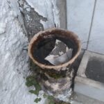 Cemitério estará fechado nesta quinta para pulverização em combate ao Aedes Aegypti A partir das 15h desta quinta-feira (3), a Vigilância Ambiental estará no Cemitério Público Municipal realizando a pulverização e limpeza dos pontos em que pode haver acumulo de água. De acordo com Felipe Moraes, coordenadora da Vigilância Ambiental, por se tratar de um veneno químico e tem seu poder residual, é fundamental que as pessoas não adentrem o cemitério por pelo menos 24h. “Hoje novamente vamos ao cemitério para fazer uma nova varredura. Mesma coisa que fizemos no dia 31, para eliminar focos e alguma coisa que o pessoal deixado do dia de ontem, nos vasos, nas flores, em potes. A tarde, a partir das 15h nós vamos aplicar veneno. O pessoal que deixar pra ir hoje de tarde, se puder não ir, porque o veneno é químico e tem seu poder residual, então é melhor evitar”, explicou Felipe.