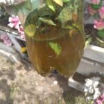 Cemitério estará fechado nesta quinta para pulverização em combate ao Aedes Aegypti A partir das 15h desta quinta-feira (3), a Vigilância Ambiental estará no Cemitério Público Municipal realizando a pulverização e limpeza dos pontos em que pode haver acumulo de água. De acordo com Felipe Moraes, coordenadora da Vigilância Ambiental, por se tratar de um veneno químico e tem seu poder residual, é fundamental que as pessoas não adentrem o cemitério por pelo menos 24h. “Hoje novamente vamos ao cemitério para fazer uma nova varredura. Mesma coisa que fizemos no dia 31, para eliminar focos e alguma coisa que o pessoal deixado do dia de ontem, nos vasos, nas flores, em potes. A tarde, a partir das 15h nós vamos aplicar veneno. O pessoal que deixar pra ir hoje de tarde, se puder não ir, porque o veneno é químico e tem seu poder residual, então é melhor evitar”, explicou Felipe.