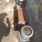 Cemitério estará fechado nesta quinta para pulverização em combate ao Aedes Aegypti A partir das 15h desta quinta-feira (3), a Vigilância Ambiental estará no Cemitério Público Municipal realizando a pulverização e limpeza dos pontos em que pode haver acumulo de água. De acordo com Felipe Moraes, coordenadora da Vigilância Ambiental, por se tratar de um veneno químico e tem seu poder residual, é fundamental que as pessoas não adentrem o cemitério por pelo menos 24h. “Hoje novamente vamos ao cemitério para fazer uma nova varredura. Mesma coisa que fizemos no dia 31, para eliminar focos e alguma coisa que o pessoal deixado do dia de ontem, nos vasos, nas flores, em potes. A tarde, a partir das 15h nós vamos aplicar veneno. O pessoal que deixar pra ir hoje de tarde, se puder não ir, porque o veneno é químico e tem seu poder residual, então é melhor evitar”, explicou Felipe.