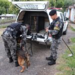 Na manhã desta quinta-feira (22), a Polícia Civil deflagrou a Operação Avalanche que resultou na prisão em flagrante de duas pessoas e na apreensão armas, celulares e notebooks. A ação, que combate os crimes de tráfico de drogas e associação para o tráfico, ocorreu em parceria com a Polícia Federal, Brigada Militar e Policia Rodoviária Federal. Ao todo, foram cumpridos 21 mandados de busca e apreensão, que resultaram no recolhimento de um carro, 20 celulares e dois revólveres e munições de diversos calibres. E acordo com a delegada titular, Giovana Müller, as investigações iniciaram em outubro deste ano, após um motim no presídio e onda de ataques entre os membros da facção que resultaram em incêndios, 4 homicídios consumados, dois tentados e dois sequestros, um ainda desaparecido. Os crimes teriam sido motivados por uma rixa entre facções que disputam território e o monopólio para o tráfico de drogas. A SUSEPE, por sua vez, providenciou a transferência de um dos líderes da facção para presídio na região metropolitana. Participaram da investida 35 Policiais Civis, 10 agentes da PF, 40 policiais militares do 2º RP Mon e 05 agentes da PRF, além de 20 viaturas.