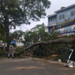 Força tarefa para limpeza dos estragos causados pelo temporal iniciou nesta manhã Na manhã desta segunda-feira (26), as secretarias municipais de Serviços Urbanos e de Obras realizaram a limpeza dos locais castigados pelo temporal que aconteceu na véspera de Natal. De acordo com o secretário de Obras, Dilmar Pereira, as secretarias deram apoio à Defesa Civil e ao Corpo de Bombeiros. “Nos juntamos nessa força tarefa em apoio a Defesa Civil e o Corpo de Bombeiros, com as secretarias e o Dae. As áreas já foram mapeadas e dessa forma pretendemos terminar entre hoje e amanhã, para deixarmos tudo em condições. Tivemos alguns casos da rua Aurélio Dargélio, na avenida João Goulart e na região da Hidráulica também, mas dessa forma estamos tentando atender todas as demandas”, declarou Dilmar. Os locais mais críticos foram na avenida Tamandaré, uma árvore se desprendeu do solo e caiu sobre dois veículos, além de atingir a fachada de um estabelecimento comercial. Há poucos metros dali, na av. João Goulart, outra árvore acabou derrubando um poste e rompendo a fiação, deixando boa parte da região central sem energia elétrica. Em outros locais, como na av. Francisco Reverbel de Araújo Goes e na BR-158, o trânsito precisou ser temporariamente interrompido. Árvores centenárias No que se refere a arvores centenárias do município, o secretário informou que cabe estudos e mapeamento desses locais junto ao Departamento do Meio Ambiento. “São árvores centenárias, caberia realmente ver o risco que elas poderão causar e o Dema nos notificar pedindo para fazer a poda junto com a secretaria de Serviços Urbanos”, explicou.