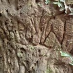 Toca do Tigre: Almadén organizará expedições até a paleontoca Descoberta em novembro de 2022, o buraco no meio das rochas, popularmente chamada de ‘Toca do Tigre’, vem sendo objeto de estudos e descobertas paleontológicas. Preocupados com a preservação do local, a Almadén buscou uma consultoria geológica, que confirmou ser um abrigo subterrâneo escavado por animais pré-históricos extintos. O geólogo Serlecio Guilherme Pinz, após estudo paleontológico e geoestratigráfico, identificou vestígios de prováveis marcas na parede feitas por animais que viveram entre o Pampa Gaúcho e a Patagônia, como a preguiça-gigante (Lestodon ou Glossotherium) e o tatu-gigante (Pampatherium), que pesavam centenas de quilos. Localizada há sete quilômetros da sede da vinícola, a paleontoca será parada obrigatória no Roteiro Expedição Lendária que a Almadén lançará em breve. De acordo com o diretor superintendente da MWG, Adriano Miolo, a visita até a Toca vem sendo estruturada pensando na continuidade da preservação do local. “Tudo está sendo cuidadosamente estruturado para que a preservação do local seja assegurada. Serão 5 horas de um safari pelo mundo do vinho e pela história da civilização do local, contemplando todos pontos do Complexo Enoturístico Almadén. Assim, a Almadén passa a compor um trio de experiências, premiando o turista, ávido por novas descobertas”, explicou Adriano, salientando que toda experiência estará alinhada à política de preservação do ambiente natural e sua história. “A paleontologia é um mundo novo para nós. Somos conhecedores da cultura do vinho e sempre harmonizamos as histórias e características de cada ambiente com as experiências que oferecemos. É com o enoturismo que aportamos nosso respeito e valorização a cada terroir. Desta forma, levamos o nosso público a conhecer este universo tão particular, único em cada lugar onde operamos”, destaca. “Respeitamos a natureza em sua integralidade. Nada faremos que esteja fora dos padrões e políticas de respeito e preservação. A nossa ‘Toca do Tigre’ está em nossa propriedade, mas é um patrimônio da comunidade. Nosso compromisso é garantir sua preservação, mas também oportunizar aos nossos visitantes o acesso ao local, para que possam ver as marcas dos animais pré-históricos, a formação geológica e a própria história”, reforça. A entrada da toca possui 2,60 metros de altura, que diminui ao longo de sua profundidade, por 1,40 metro de largura, com uma extensão de 33 metros. A paleontoca ainda deve ser registrada no Centro Nacional de Pesquisa e Conservação de Cavernas do Instituto Chico Mendes de Conservação da Biodiversidade (ICMBio/Cecav). Apesar de não ser visitada, a ‘Toca do Tigre’ deu nome ao vinhedo onde são cultivadas as uvas que dão origem ao Miolo Single Vineyard Riesling Johannisberg, um dos rótulos que compõem a Linha Miolo Single Vineyard - vinhos que nascem da terra e brotam de vinhedos únicos. História da Almadén A Vinícola Almadén nasceu na Califórnia, nos Estados Unidos, em 1852, mas suas raízes no Brasil estão cada vez mais profundas. São 50 anos em solo brasileiro, desde sua fundação em 1973, sendo 14 deles como uma das unidades da Miolo Wine Group, que aposta no terroir da Campanha Central. Nessa última década, a marca passou por uma grande transformação, reformulando produtos e modernizando embalagens. Dos 1.200 hectares da propriedade, 450 têm vinhedos próprios em espaldeira. São 25 castas, de onde surgem 13 vinhos (sete tintos, cinco brancos e um rosé). Também são de lá o Single Vineyard Cabernet Franc e o Single Vineyard Riesling Johannisberg, ambos com IP Campanha Gaúcha, e o Miolo Vinhas Velhas Tannat, ícone da unidade. Pioneira na tecnologia de aço inox e controle de temperatura na fermentação, com uma capacidade total de estocagem de 8,5 milhões de litros, a Almadén tem mapeado todos os seus vinhedos. São 138 parcelas, das quais 111 estão em produção. A vinícola foi a primeira da América Latina a introduzir a prensagem pneumática contínua. Este pioneirismo foi seguido pela Miolo Wine Group ao implantar a primeira colheita mecânica no Brasil em 2011. Com 100 dias de sol no Verão, a região já era considerada uma das melhores do mundo para a vitivinicultura ainda em 1973, quando a Almadén investiu no local, sendo a primeira vinícola a se instalar em Santana do Livramento. Com o mesmo entendimento e acreditando no potencial do terroir, a Miolo não apenas deu continuidade como também apostou no projeto que veio completar o grupo, unindo-se às unidades do Vale dos Vinhedos (Miolo), de Candiota (Seival) e do Vale do São Francisco (Terranova). De 2009 para cá, grandes investimentos foram feitos na renovação e manejo dos vinhedos. Anualmente, durante a safra de pouco mais de dois meses, são produzidos aproximadamente 6 milhões de quilos de uvas, uma operação que envolve mais de 400 pessoas. Além de variedades mais conhecidas como as tintas Cabernet Sauvignon e Merlot e as brancas Chardonnay e Sauvignon Blanc, a Almadén mantém um amplo trabalho de pesquisa com o terroir que tem permitido cultivar 25 diferentes castas, apostando em uvas menos conhecidas como as tintas Alicante Bouschet, Marselan e Tempranillo e as brancas Sémillon e French Colombard, por exemplo. A trajetória da Vinícola Almadén no Brasil, em Santana do Livramento, está intimamente ligada a história da vitivinicultura brasileira. Há 50 anos em solo brasileiro, a marca é pioneira no uso da tecnologia de aço inox e controle de temperatura na fermentação com 100% de seus vinhedos mapeados, sendo a primeira vinícola do país a introduzir a prensagem pneumática contínua e a colheita mecânica. Toda essa expertise, conduzida pela Miolo Wine Group (MWG) desde 2009, é rotina para o time da vinícola, instalada numa região de muitas lendas e forte cultura gaúcha. A propriedade de 1.200 hectares, onde 450 são destinados ao cultivo de vinhedos e o restante de área de preservação (mata nativa intocada), acaba de ganhar uma nova atração, uma paleontoca pré-histórica. A misteriosa caverna descoberta pela Almadén em novembro de 2022 mostra como era a vida na pré-história no território brasileiro, mais especificamente no Pampa Gaúcho.