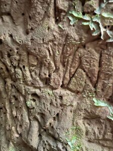 Toca do Tigre: Almadén organizará expedições até a paleontoca Descoberta em novembro de 2022, o buraco no meio das rochas, popularmente chamada de ‘Toca do Tigre’, vem sendo objeto de estudos e descobertas paleontológicas. Preocupados com a preservação do local, a Almadén buscou uma consultoria geológica, que confirmou ser um abrigo subterrâneo escavado por animais pré-históricos extintos. O geólogo Serlecio Guilherme Pinz, após estudo paleontológico e geoestratigráfico, identificou vestígios de prováveis marcas na parede feitas por animais que viveram entre o Pampa Gaúcho e a Patagônia, como a preguiça-gigante (Lestodon ou Glossotherium) e o tatu-gigante (Pampatherium), que pesavam centenas de quilos. Localizada há sete quilômetros da sede da vinícola, a paleontoca será parada obrigatória no Roteiro Expedição Lendária que a Almadén lançará em breve. De acordo com o diretor superintendente da MWG, Adriano Miolo, a visita até a Toca vem sendo estruturada pensando na continuidade da preservação do local. “Tudo está sendo cuidadosamente estruturado para que a preservação do local seja assegurada. Serão 5 horas de um safari pelo mundo do vinho e pela história da civilização do local, contemplando todos pontos do Complexo Enoturístico Almadén. Assim, a Almadén passa a compor um trio de experiências, premiando o turista, ávido por novas descobertas”, explicou Adriano, salientando que toda experiência estará alinhada à política de preservação do ambiente natural e sua história. “A paleontologia é um mundo novo para nós. Somos conhecedores da cultura do vinho e sempre harmonizamos as histórias e características de cada ambiente com as experiências que oferecemos. É com o enoturismo que aportamos nosso respeito e valorização a cada terroir. Desta forma, levamos o nosso público a conhecer este universo tão particular, único em cada lugar onde operamos”, destaca. “Respeitamos a natureza em sua integralidade. Nada faremos que esteja fora dos padrões e políticas de respeito e preservação. A nossa ‘Toca do Tigre’ está em nossa propriedade, mas é um patrimônio da comunidade. Nosso compromisso é garantir sua preservação, mas também oportunizar aos nossos visitantes o acesso ao local, para que possam ver as marcas dos animais pré-históricos, a formação geológica e a própria história”, reforça. A entrada da toca possui 2,60 metros de altura, que diminui ao longo de sua profundidade, por 1,40 metro de largura, com uma extensão de 33 metros. A paleontoca ainda deve ser registrada no Centro Nacional de Pesquisa e Conservação de Cavernas do Instituto Chico Mendes de Conservação da Biodiversidade (ICMBio/Cecav). Apesar de não ser visitada, a ‘Toca do Tigre’ deu nome ao vinhedo onde são cultivadas as uvas que dão origem ao Miolo Single Vineyard Riesling Johannisberg, um dos rótulos que compõem a Linha Miolo Single Vineyard - vinhos que nascem da terra e brotam de vinhedos únicos. História da Almadén A Vinícola Almadén nasceu na Califórnia, nos Estados Unidos, em 1852, mas suas raízes no Brasil estão cada vez mais profundas. São 50 anos em solo brasileiro, desde sua fundação em 1973, sendo 14 deles como uma das unidades da Miolo Wine Group, que aposta no terroir da Campanha Central. Nessa última década, a marca passou por uma grande transformação, reformulando produtos e modernizando embalagens. Dos 1.200 hectares da propriedade, 450 têm vinhedos próprios em espaldeira. São 25 castas, de onde surgem 13 vinhos (sete tintos, cinco brancos e um rosé). Também são de lá o Single Vineyard Cabernet Franc e o Single Vineyard Riesling Johannisberg, ambos com IP Campanha Gaúcha, e o Miolo Vinhas Velhas Tannat, ícone da unidade. Pioneira na tecnologia de aço inox e controle de temperatura na fermentação, com uma capacidade total de estocagem de 8,5 milhões de litros, a Almadén tem mapeado todos os seus vinhedos. São 138 parcelas, das quais 111 estão em produção. A vinícola foi a primeira da América Latina a introduzir a prensagem pneumática contínua. Este pioneirismo foi seguido pela Miolo Wine Group ao implantar a primeira colheita mecânica no Brasil em 2011. Com 100 dias de sol no Verão, a região já era considerada uma das melhores do mundo para a vitivinicultura ainda em 1973, quando a Almadén investiu no local, sendo a primeira vinícola a se instalar em Santana do Livramento. Com o mesmo entendimento e acreditando no potencial do terroir, a Miolo não apenas deu continuidade como também apostou no projeto que veio completar o grupo, unindo-se às unidades do Vale dos Vinhedos (Miolo), de Candiota (Seival) e do Vale do São Francisco (Terranova). De 2009 para cá, grandes investimentos foram feitos na renovação e manejo dos vinhedos. Anualmente, durante a safra de pouco mais de dois meses, são produzidos aproximadamente 6 milhões de quilos de uvas, uma operação que envolve mais de 400 pessoas. Além de variedades mais conhecidas como as tintas Cabernet Sauvignon e Merlot e as brancas Chardonnay e Sauvignon Blanc, a Almadén mantém um amplo trabalho de pesquisa com o terroir que tem permitido cultivar 25 diferentes castas, apostando em uvas menos conhecidas como as tintas Alicante Bouschet, Marselan e Tempranillo e as brancas Sémillon e French Colombard, por exemplo. A trajetória da Vinícola Almadén no Brasil, em Santana do Livramento, está intimamente ligada a história da vitivinicultura brasileira. Há 50 anos em solo brasileiro, a marca é pioneira no uso da tecnologia de aço inox e controle de temperatura na fermentação com 100% de seus vinhedos mapeados, sendo a primeira vinícola do país a introduzir a prensagem pneumática contínua e a colheita mecânica. Toda essa expertise, conduzida pela Miolo Wine Group (MWG) desde 2009, é rotina para o time da vinícola, instalada numa região de muitas lendas e forte cultura gaúcha. A propriedade de 1.200 hectares, onde 450 são destinados ao cultivo de vinhedos e o restante de área de preservação (mata nativa intocada), acaba de ganhar uma nova atração, uma paleontoca pré-histórica. A misteriosa caverna descoberta pela Almadén em novembro de 2022 mostra como era a vida na pré-história no território brasileiro, mais especificamente no Pampa Gaúcho.