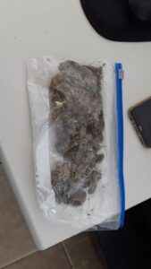 Na manhã desta quarta-feira (15), a Polícia Rodoviária Federal prendeu um brasileiro e uma uruguaia com Skunk em Pantano Grande. De acordo com a PRF, uma operação de combate ao crime acontecia na BR 290 até que uma BMW emplacada em Santana do Livramento apresentou atitude suspeita. Durante abordagem os policiais sentiram cheiro de maconha e ao solicitar ao motorista que encostasse o veículo mais à frente perceberam que algo havia sido arremessado pela janela.  Após buscas, encontraram um saco de plástico embalado com 30 gramas de Skunk.  O motorista, de 28 anos, natural de Sant'Ana do Livramento, sem antecedentes, disse que vinha com a namorada, uma uruguaia com 18 anos, do Uruguai para o litoral gaúcho. O casal foi conduzido para a delegacia com a droga e o carro. O Skunk, conhecido por super maconha, é uma droga muito concentrada e com alto valor de revenda.