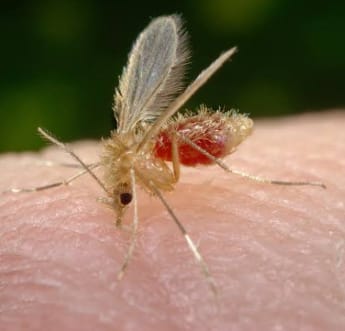 Mosquito palha