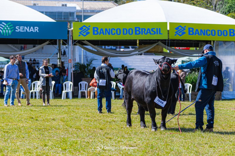 Brangus Expointer 2024