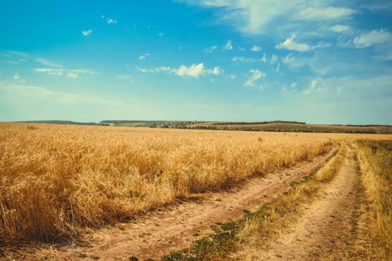 Trigo deve seguir resiliente para crescer em 2025