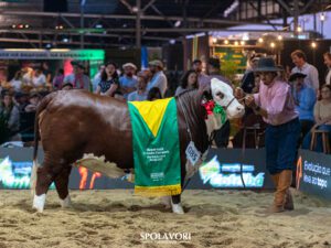 O título de Reservada de Grande Campeã fêmea ficou com o animal FIV220, da Estância Carcávio, Fazenda da Balança e Fazenda das Auracárias, de Sant’Ana do Livramento, Santa Margarida do Sul (RS) e Paula Freitas (PR).